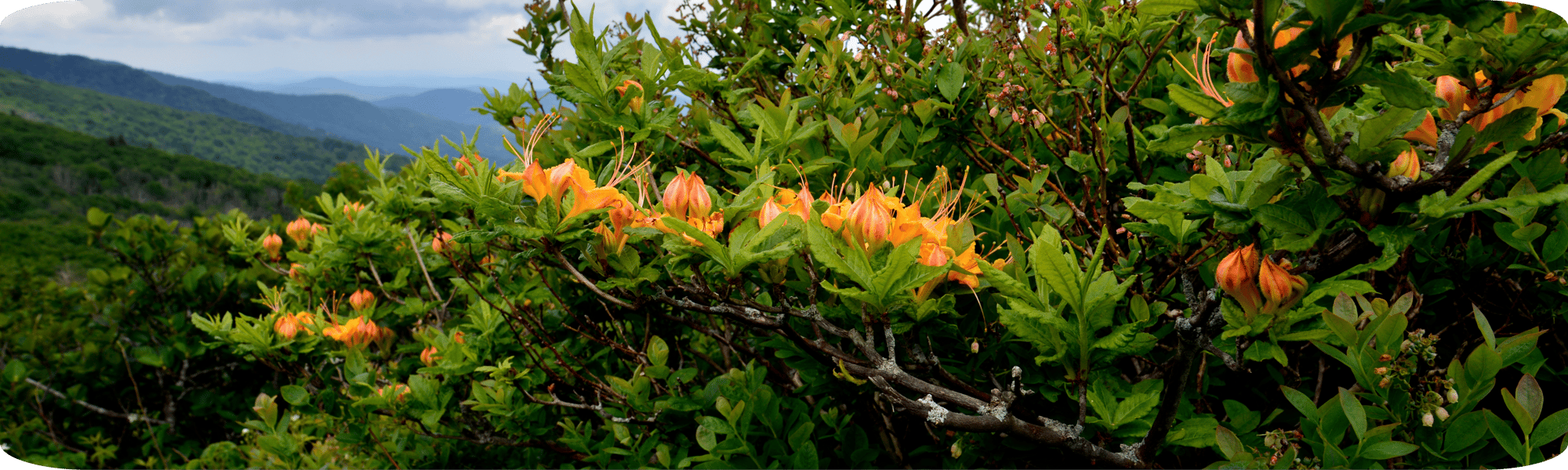 Azalea